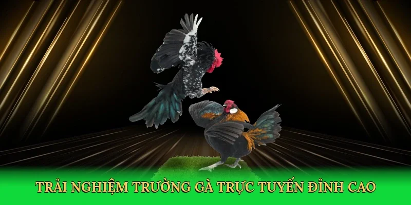 Trải nghiệm trường gà trực tuyến đỉnh cao