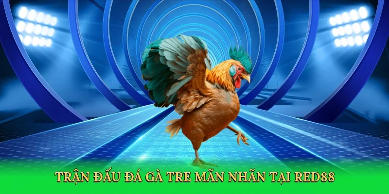 Trận đấu đá gà tre mãn nhãn tại RED88